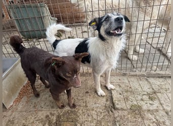 ♥FRIDO♥ süßer, hübscher, neugieriger Hundejunge mit terrierähnlichem Aussehen 49 cm