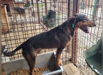 ♥GAROU♥ wunderschöner rotbraun-schwarzer, anhänglicher Rüde mit unglaublicher Lebensfreude 50 cm