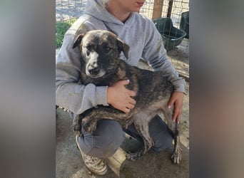 ♥MABLE♥ wunderschöne braun gestromte, ganz liebe, anfangs noch etwas vorsichtige Hündin 47 cm