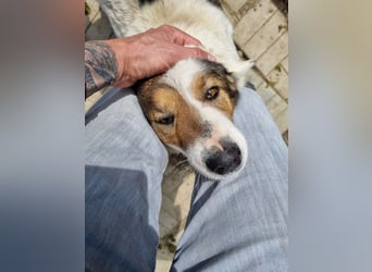 ♥PEPPINO♥ ganz verschmuster und menschenbezogener Rüde mit einer besonderen Fellzeichnung 50 cm
