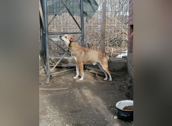 ⭐️KODA⭐️, vorsichtiger Rüde, 4,5 Jahre, 45 cm, Mischling, Tierschutz Rumänien