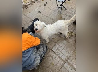 ♥KOKOS♥ süßer, ganz lieber und verschmuster Junghund, der ganz neu im Tierheim gelandet ist 40-45 cm