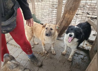 ♥ALESSIA♥ zuckersüße, ganz liebe Junghündin, die viel zu geben hat und kaum etwas erwartet 47 cm