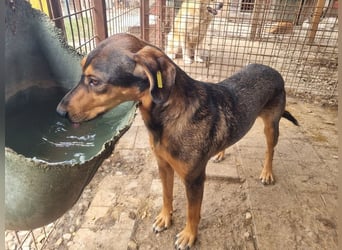 ♥GAROU♥ wunderschöner rotbraun-schwarzer, anhänglicher Rüde mit unglaublicher Lebensfreude 50 cm