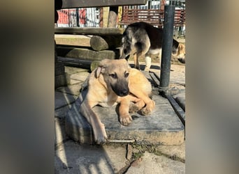 ♥DIDI♥ auf Pflegestelle bei Köln - bezaubernder, verspielter Welpenjunge 44cm - wird mittelgroß