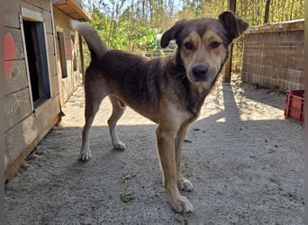 ♥CODY♥ wunderschöner tricolor-farbener, anhänglicher, sportlicher Rüde 45 cm