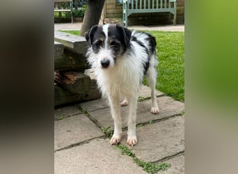 ♥FLORENCE♥ neu auf Pflegestelle in Köln - bezaubernde, anfangs noch vorsichtige Hündin 47 cm