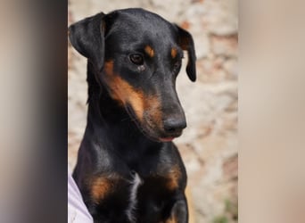 ⭐PITTI⭐, superliebe Hobbyjägerin, 1,5 Jahre, 42 cm, Mischling, Tierschutz Rumänien