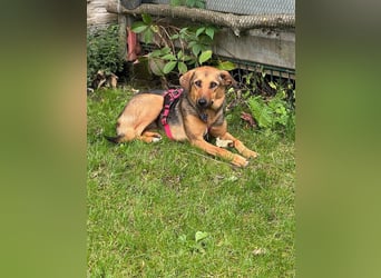 ♥MALAIKA♥ auf Pflegestelle in Köln - wunderschöne, ganz liebe, anfangs noch vorsichtige Hündin 50 cm