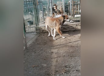 ⭐️KODA⭐️, vorsichtiger Rüde, 4,5 Jahre, 45 cm, Mischling, Tierschutz Rumänien