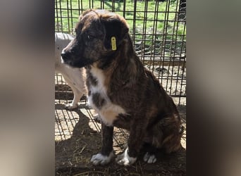 ♥FREDDIE♥ wunderschöner, fröhlicher, ganz aufgeschlossener Junior 41 cm