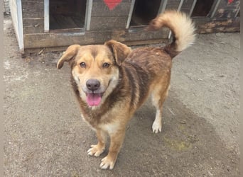 ♥CODY♥ bildhübscher, ganz verschmuster und lieber Rüde, der so die Nähe von Menschen sucht 48cm