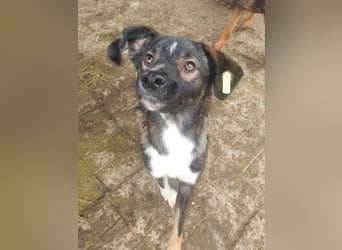 ♥HEIKO♥ zarter, ganz verschmuster und menschenbezogener Jungrüde 49 cm