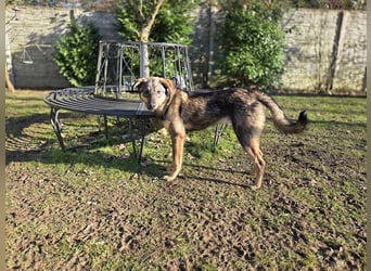 ♥FEE♥ auf Pflegestelle bei Köln - hübsche, ruhige, eher zurückhaltende, unkomplizierte Juniorin 49cm