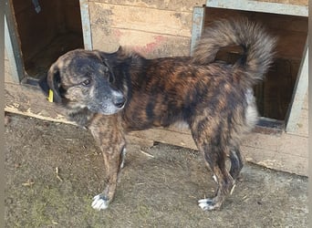 ♥RUSTY♥ unfassbar verschmuster und kuschelbedürftiger, wunderschöner, gestromter Rüde 49 cm