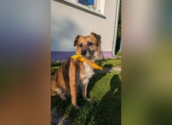 ♥DIDRIK♥ am 11. Okt bei "Tiere suchen ein Zuhause" - süßer, lieber, dankbarer, blinder Purzel 45 cm