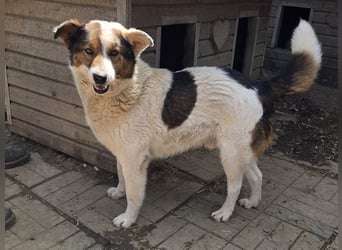 ♥PEPPINO♥ ganz verschmuster und menschenbezogener Rüde mit einer besonderen Fellzeichnung 50 cm