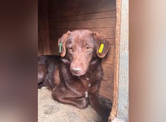 ♥MISSY♥ ab 15. Aug auf Pflegestelle in Köln - süße, zierliche, noch etwas vorsichtige Hündin 45cm