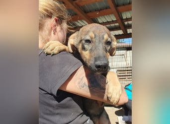 ♥FEE♥ ab 14. Feb auf Pflegestelle bei Köln-hübsche, braun-grau gestromte, ganz liebe Junghündin 45cm