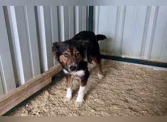 ♥SALOME♥ neu auf Pflegestelle bei Leverkusen - bildhübsche, sensible, kluge Hundemama 49cm
