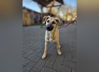 ♥DIDI♥ auf Pflegestelle bei Köln - bezaubernder, verspielter Welpenjunge 44cm - wird mittelgroß