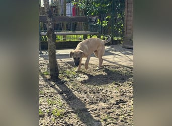 ♥DIDI♥ auf Pflegestelle bei Köln - bezaubernder, verspielter Welpenjunge 44cm - wird mittelgroß