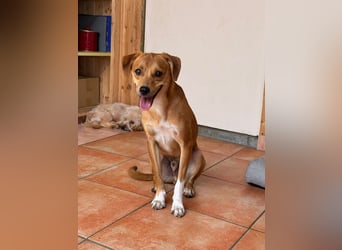 ♥PUMUCKL♥ auf Pflegestelle in Köln - zuckersüßer, kluger, sensibler, vorsichtiger Junghund 41 cm