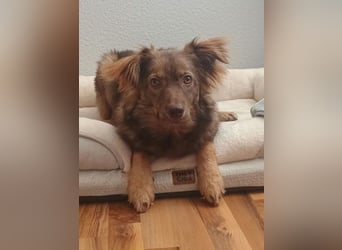 ♥BRUNJA♥ verliert ihr Zuhause bei Köln - ganz menschenbezogene, aktive Junghündin 45cm