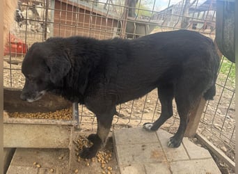 ♥TRUDI♥ süße, ruhige, zurückhaltende Hündin,die nicht auffallen will,um keine Probleme zu haben 47cm