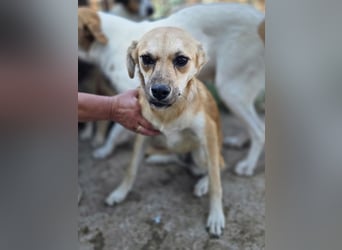 ♥CORA♥ elegante, ruhige, feinsinnige Hündin, die in sich ruht 45 cm