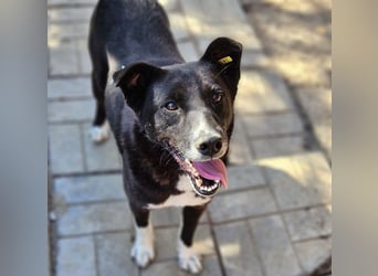 ♥ACHIM♥ absolut lieber, verschmuster Rüde, der schon 2 Jahre im Tierheim wartet 48 cm