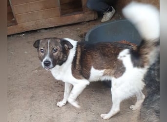 ♥LUCA♥ wunderschöner, total verschmuster, sehr menschenbezogener, sportlicher Junior 42 cm