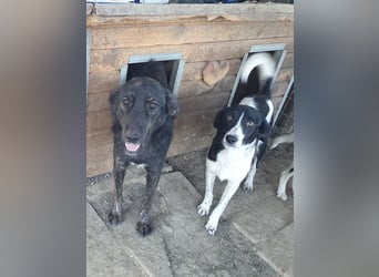 ♥SANCHO♥ wunderbarer, hübscher, anhänglicher, sensibler Jungrüde 48 cm