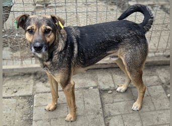 ♥BEN♥ Traumhund mit wundervollem Charakter, der auf seine Menschen wartet 49 cm