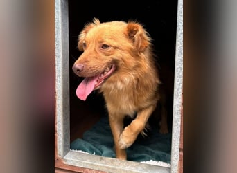 ♥MANOLO♥ neu auf Pflegestelle bei Köln - süßer, knuffiger, aufgeweckter Junghund 44 cm