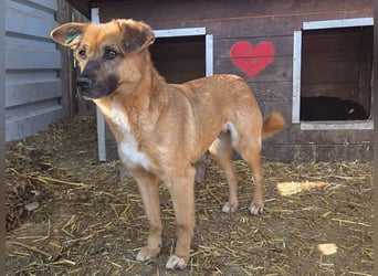 ♥MARCY♥ süße, hübsche, dankbare, noch etwas zurückhaltende kleine Junghündin 41 cm