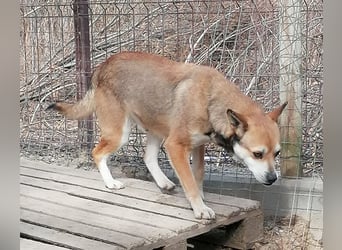 ⭐️KODA⭐️, vorsichtiger Rüde, 4,5 Jahre, 45 cm, Mischling, Tierschutz Rumänien