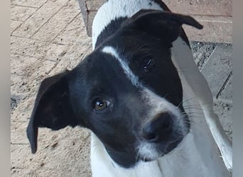 ♥SIMON♥ sehr menschenbezogener, hübscher Junghund, der als Familienhund geeignet ist 45 cm