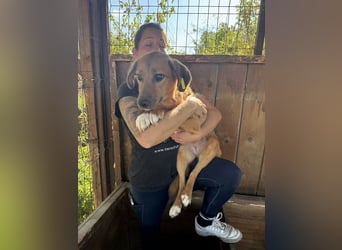 ♥BECKY♥ ab 14. Feb auf Pflegestelle bei Köln - zuckersüße, hübsche, noch vorsichtige Junghündin 45cm