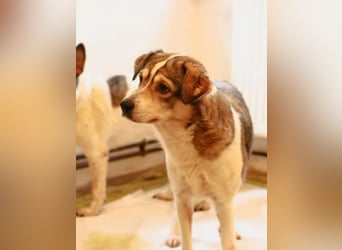 ⭐️TIMENTES⭐️, vorsichtige Hündin, 7 Jahre, 48 cm, Mischling, Tierschutz Rumänien