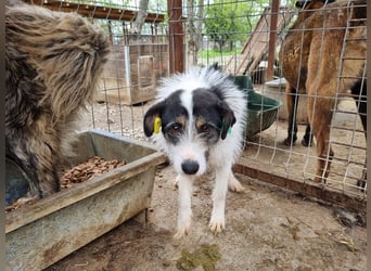 ♥FLORENCE♥ ab 9. Mai auf Pflegestelle bei Köln - bezaubernde, anfangs noch vorsichtige Hündin 48cm