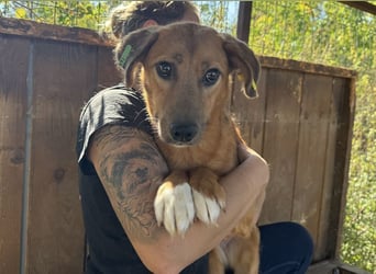 ♥BECKY♥ ab 14. Feb auf Pflegestelle bei Köln - zuckersüße, hübsche, noch vorsichtige Junghündin 45cm