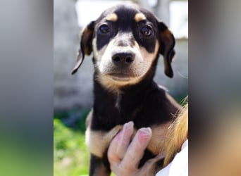 ⭐️Bella⭐️, Zuckerstück, Welpenmädchen, 3 Monate, 25 cm (im Wachstum), Mischling, Tierschutz Rumänien