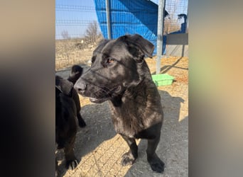⭐️COSTEL⭐️, lieber Charakter-Kopf, Rüde, 3,5 Jahre, 42 cm, Mischling, Tierschutz Rumänien