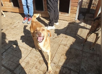 ♥SANTOS♥ anhänglicher, fröhlicher, aktiver, ganz toller Rüde 44 cm