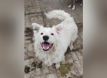 ♥SIRIUS♥ fröhlicher, sehr aufgeschlossener, lebhafter Hundebub mit wunderschönem Langhaar 41 cm