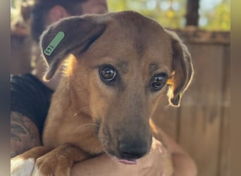 ♥BECKY♥ ab 14. Feb auf Pflegestelle bei Köln - zuckersüße, hübsche, noch vorsichtige Junghündin 45cm