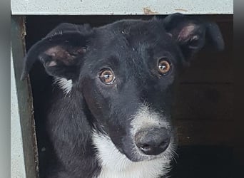 ♥MIRU♥ bezaubernder, lieber, zutraulicher, fröhlicher Jungrüde, der alles richtig machen möchte 47cm