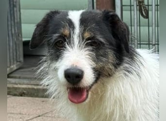 ♥FLORENCE♥ neu auf Pflegestelle in Köln - bezaubernde, anfangs noch vorsichtige Hündin 47 cm