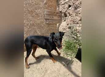 ⭐PITTI⭐, superliebe Hobbyjägerin, 1,5 Jahre, 42 cm, Mischling, Tierschutz Rumänien